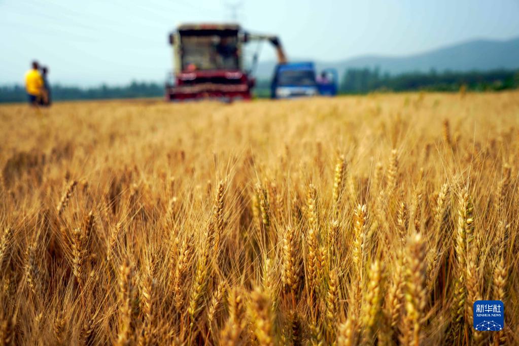 全國“三夏”小麥大規模機收基本結束