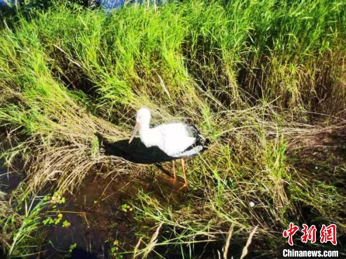 國家一級保護鳥類東方白鸛跌落水塘 幸被民警救助