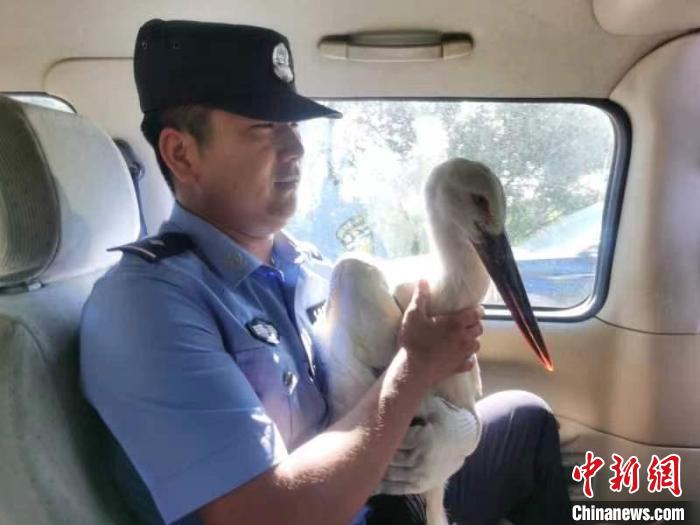 國家一級保護鳥類東方白鸛跌落水塘 幸被民警救助
