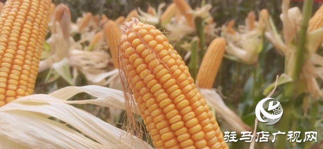 汝南縣：開展玉米實打測產 奠定糧食生產基礎