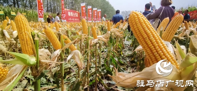 汝南縣：開展玉米實打測產 奠定糧食生產基礎