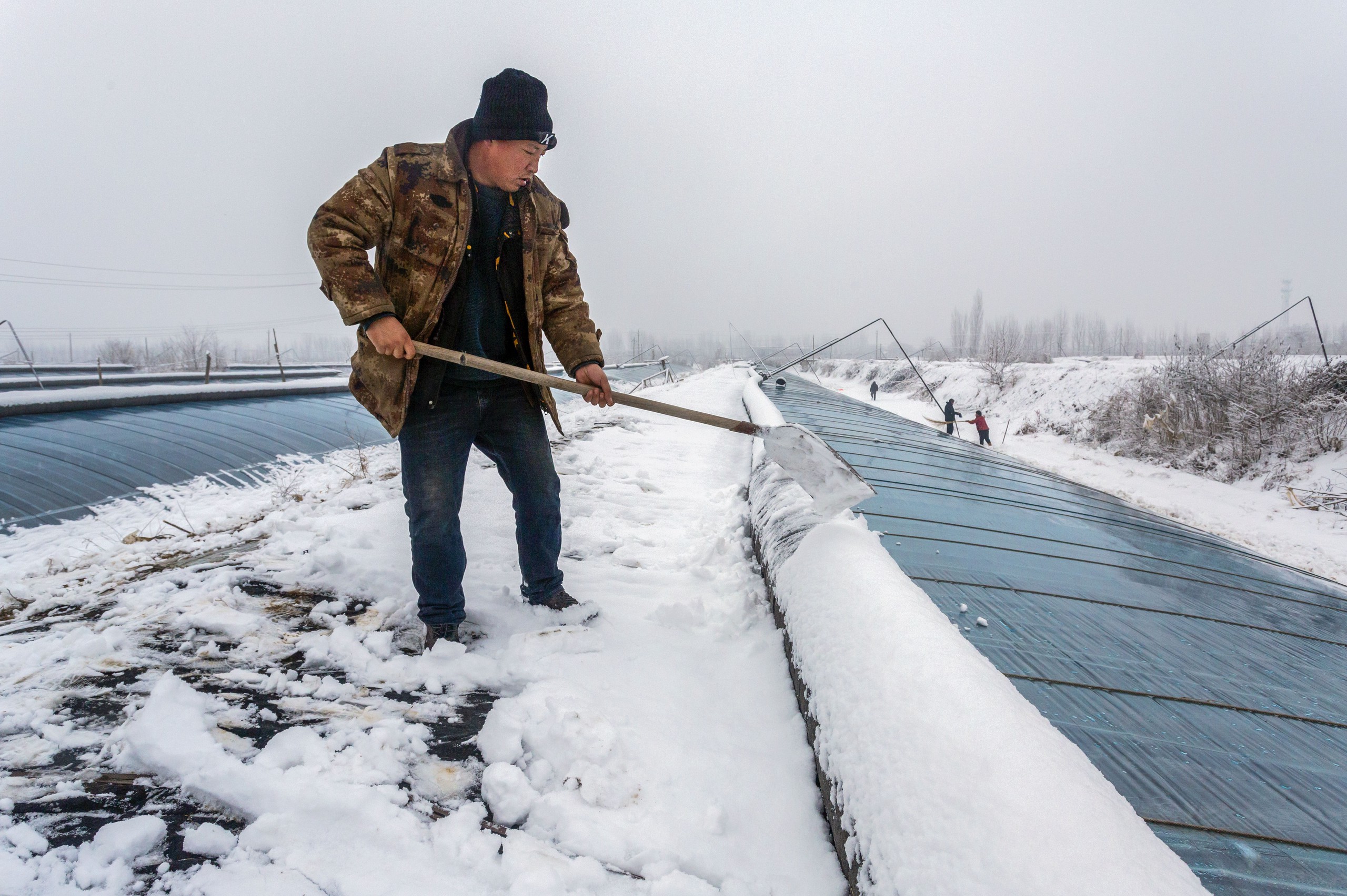 寒潮致氣溫“大跳水”，需警惕雪災低溫凍害對農業的不利影響